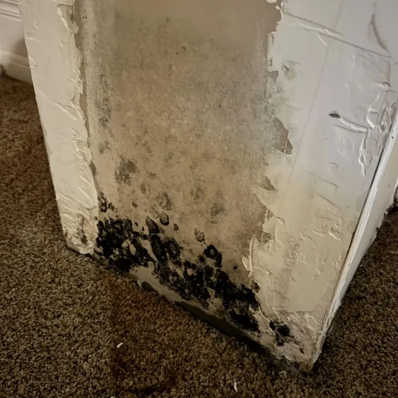 Professional Mold Removal in Prairie Village, KS